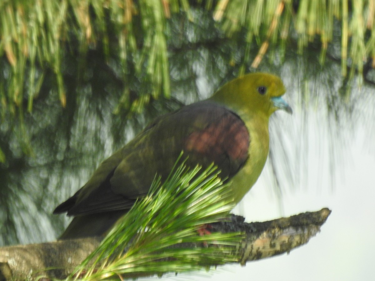 Wedge-tailed Green-Pigeon - ML620398310