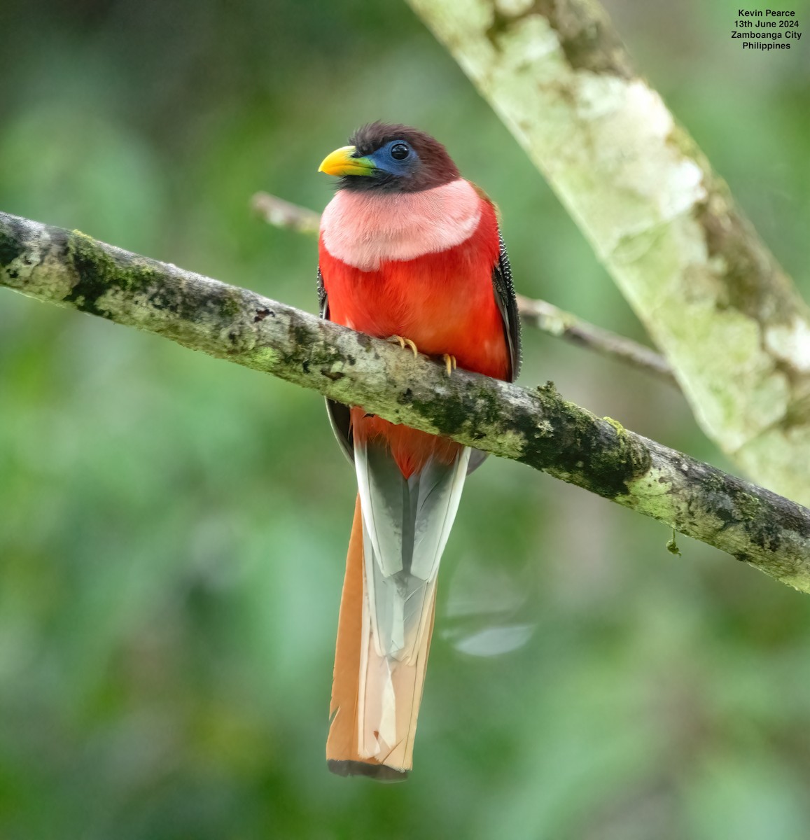 Philippine Trogon - ML620398316