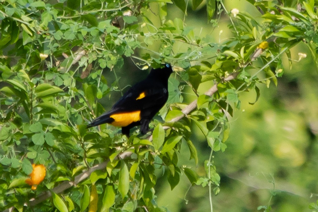 Yellow-rumped Cacique - ML620398322
