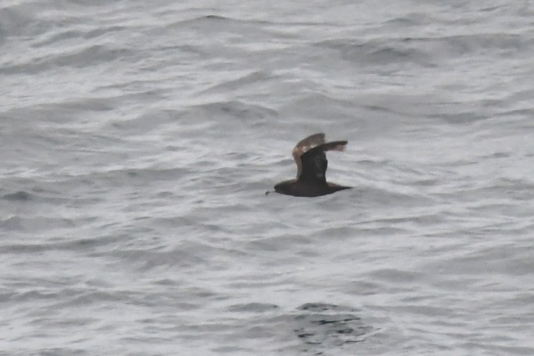 Flesh-footed Shearwater - ML620398323