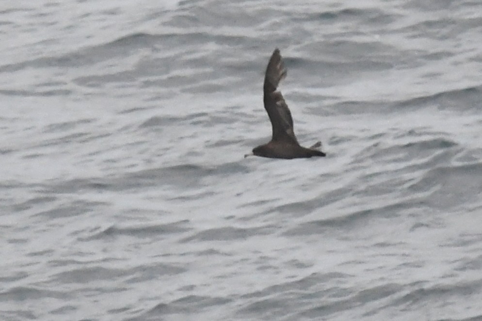 Flesh-footed Shearwater - ML620398324