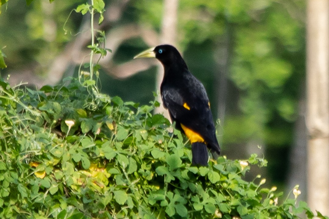 Yellow-rumped Cacique - ML620398325