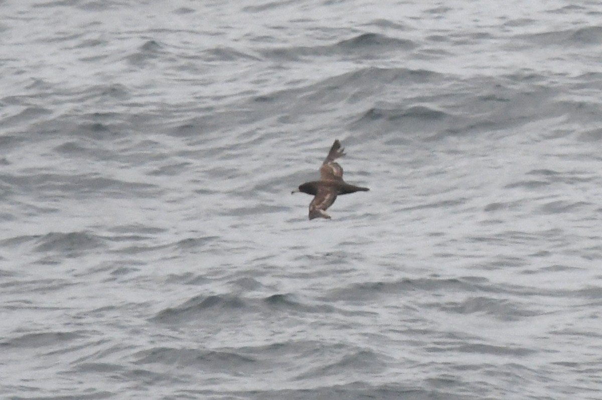 Flesh-footed Shearwater - ML620398327
