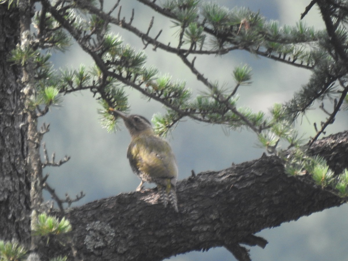 Gray-headed Woodpecker - ML620398336