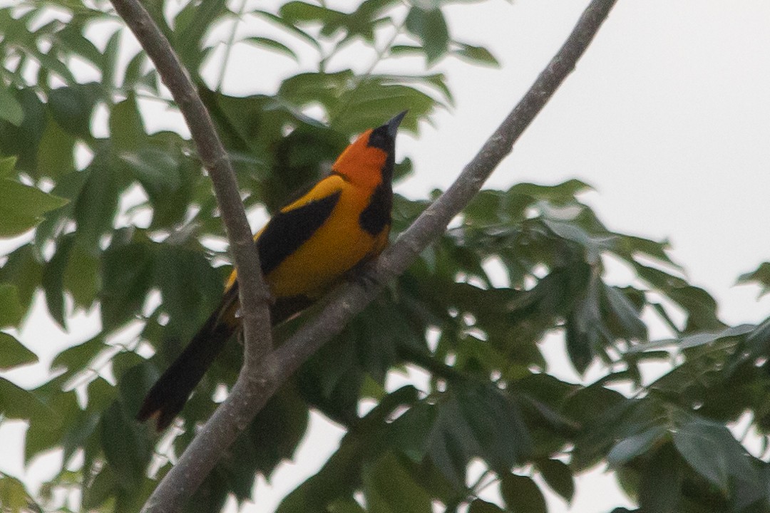 Orange-crowned Oriole - ML620398345