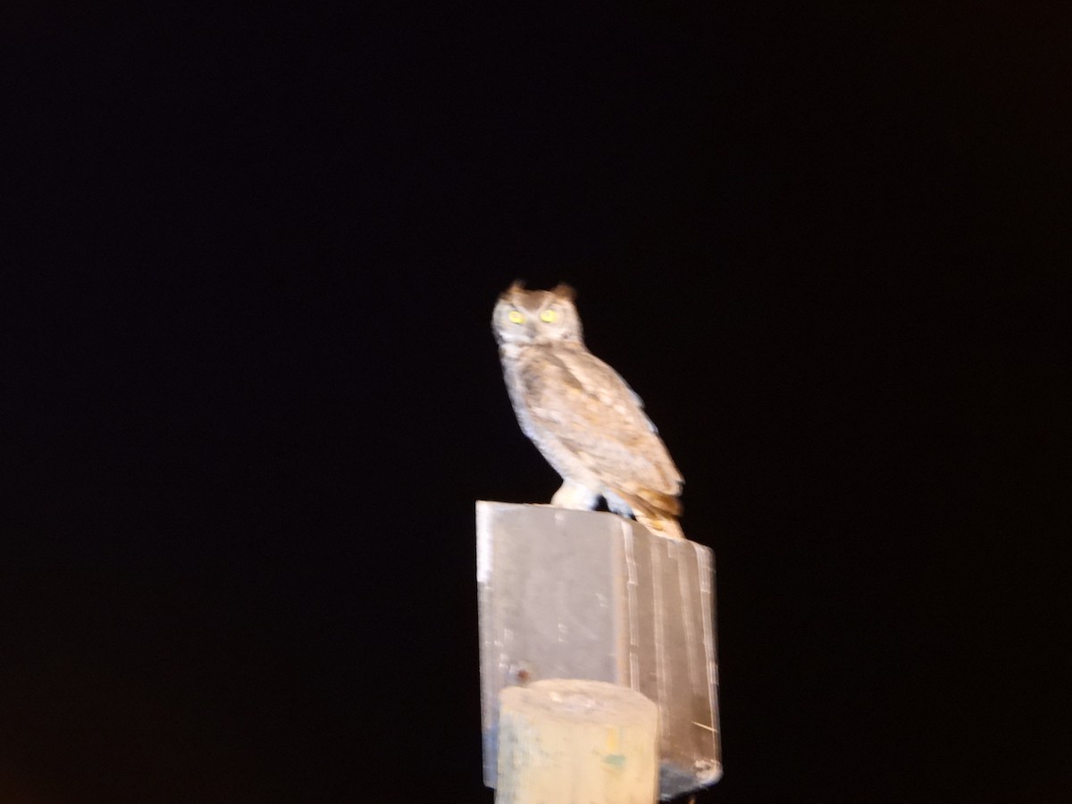 Great Horned Owl - ML620398349