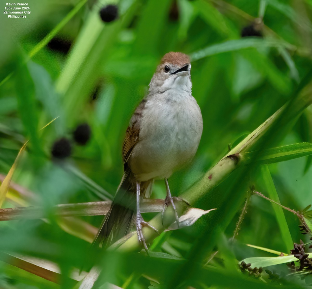 Tawny Grassbird - ML620398353