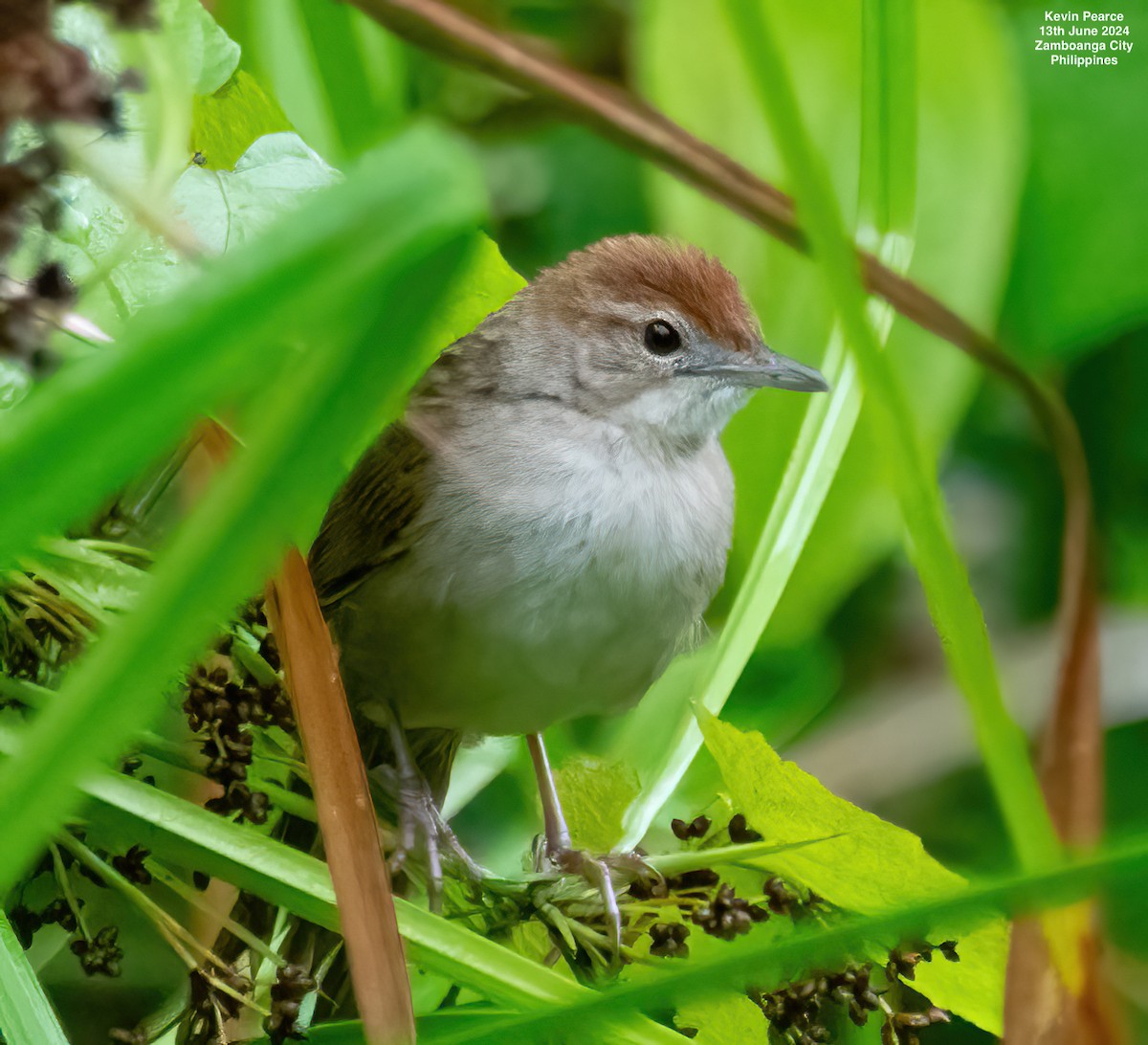 Tawny Grassbird - ML620398355