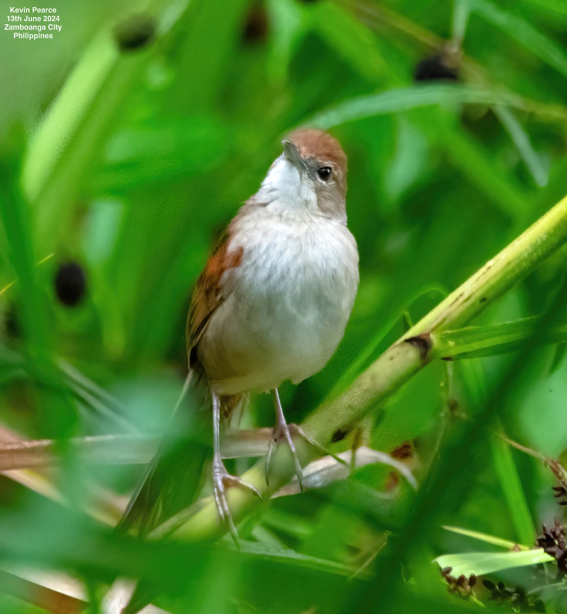 Tawny Grassbird - ML620398356