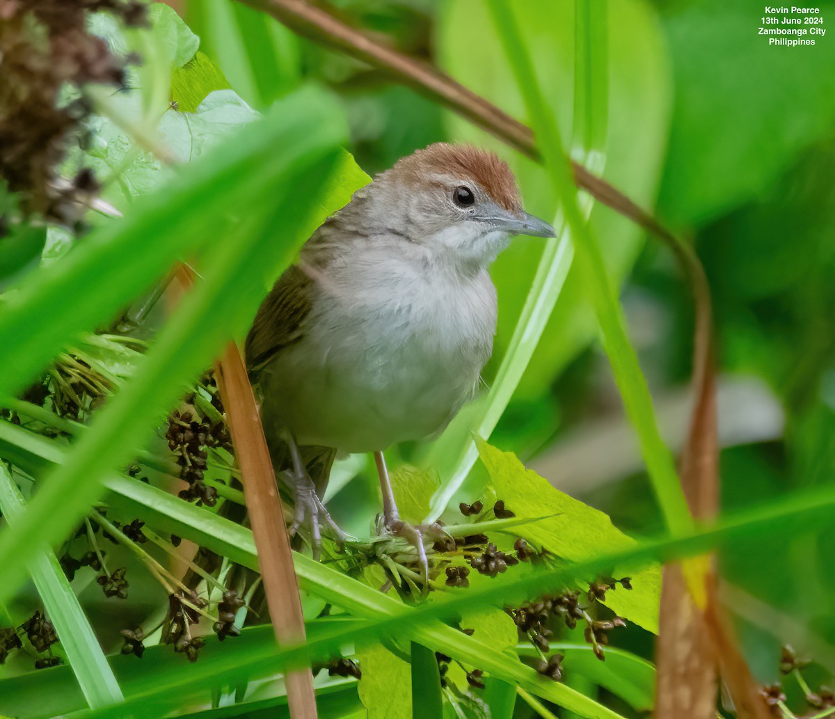 Tawny Grassbird - ML620398357