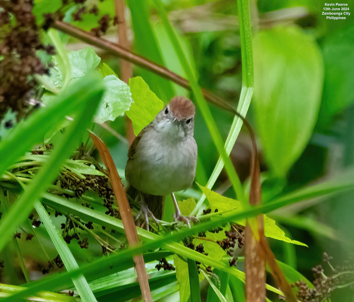 Tawny Grassbird - ML620398359