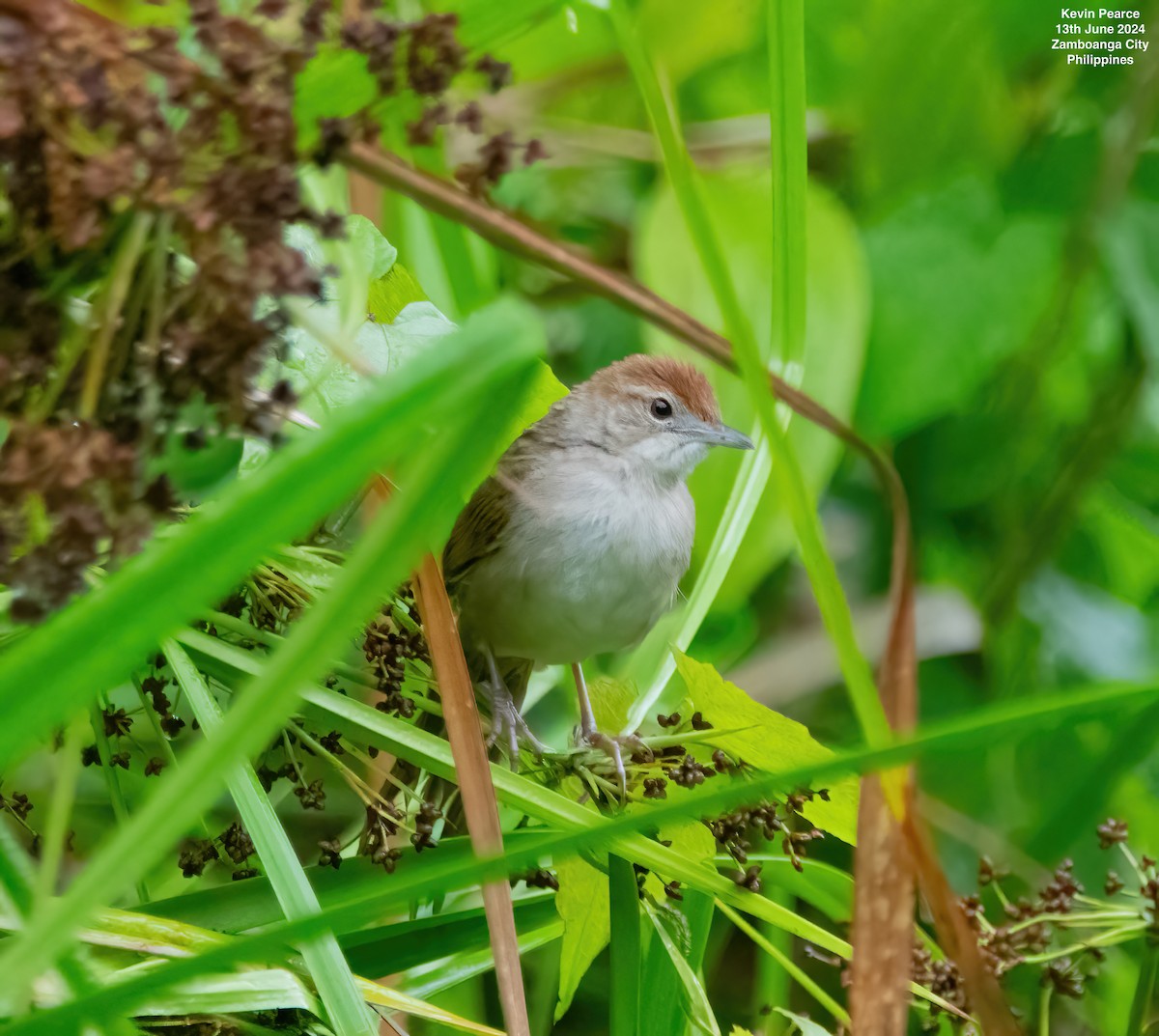 Tawny Grassbird - ML620398361