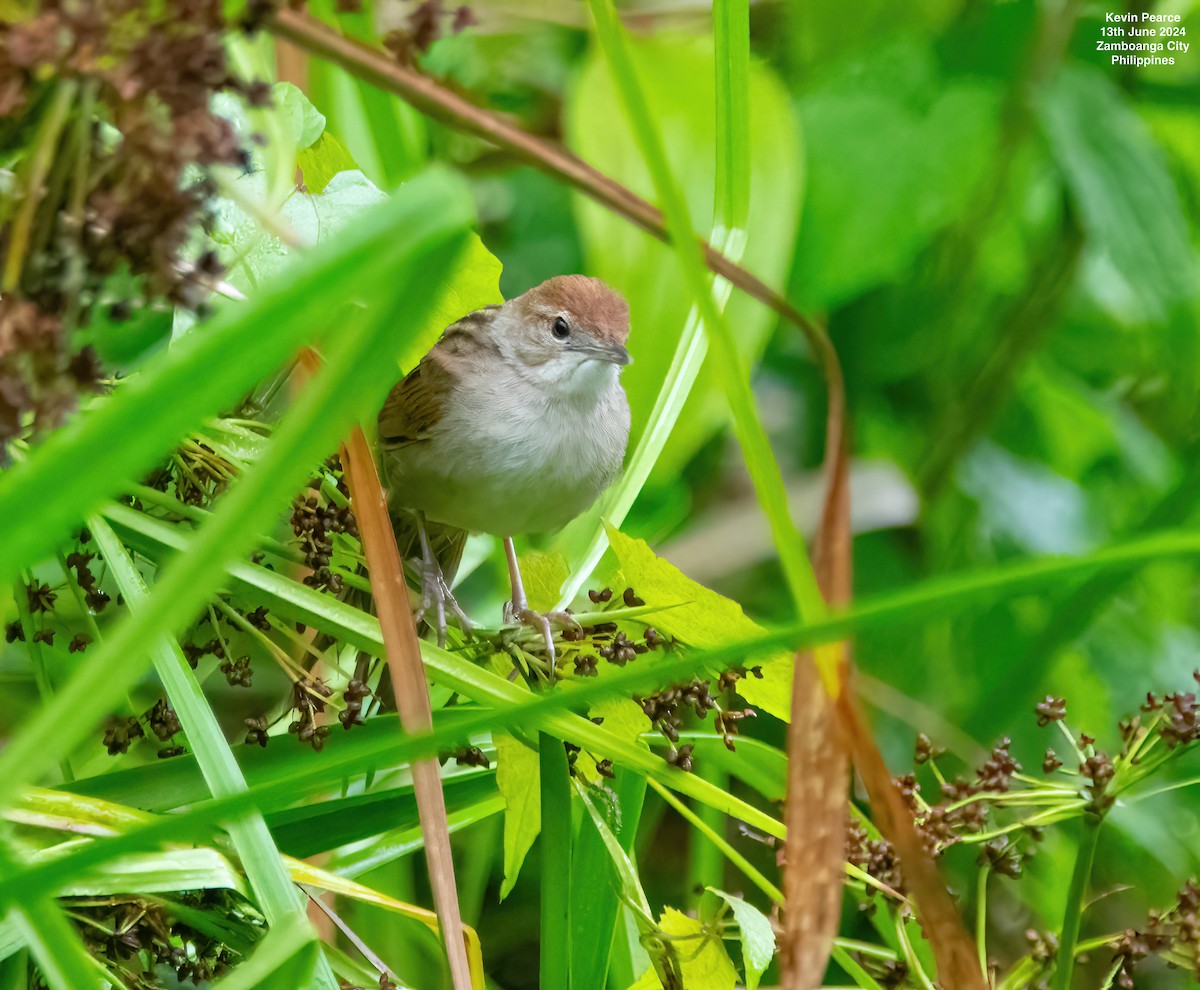 Tawny Grassbird - ML620398365