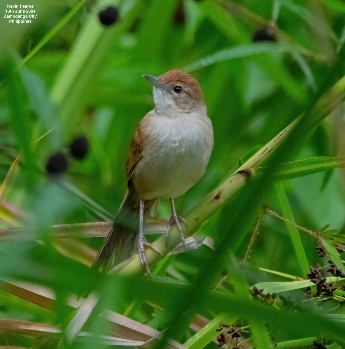 Tawny Grassbird - ML620398368