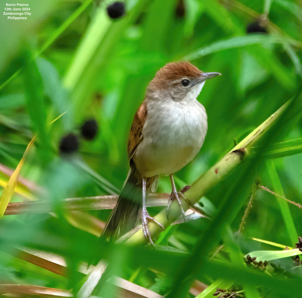 Tawny Grassbird - ML620398370