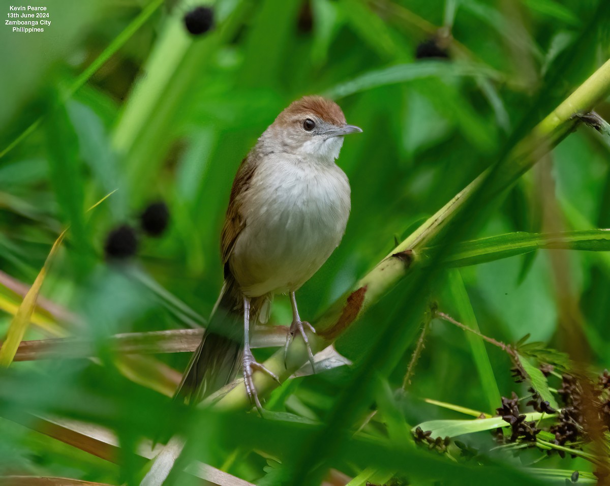 Tawny Grassbird - ML620398371