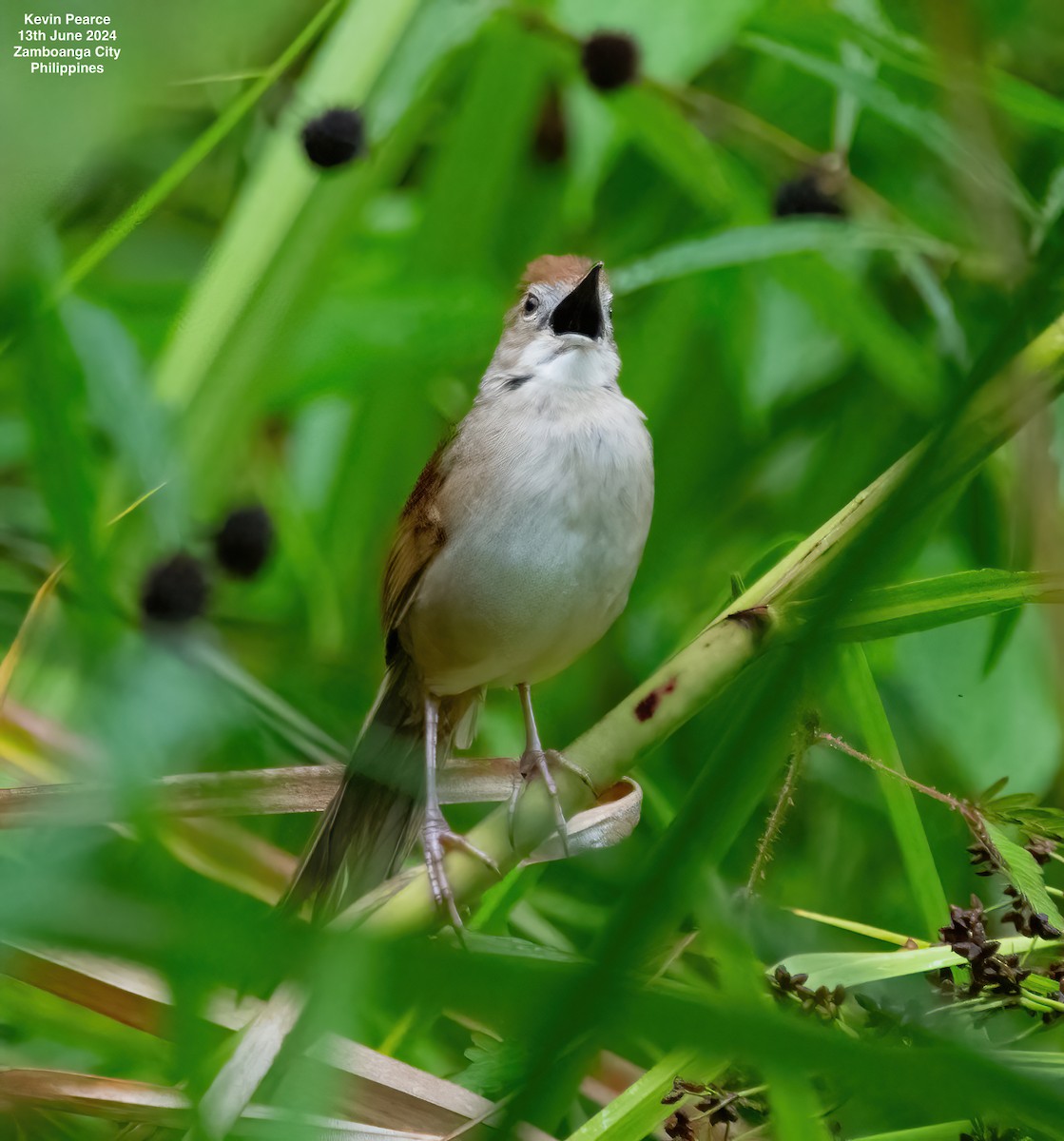 Tawny Grassbird - ML620398372