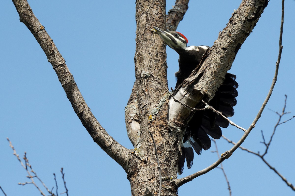 Pileated Woodpecker - ML620398377