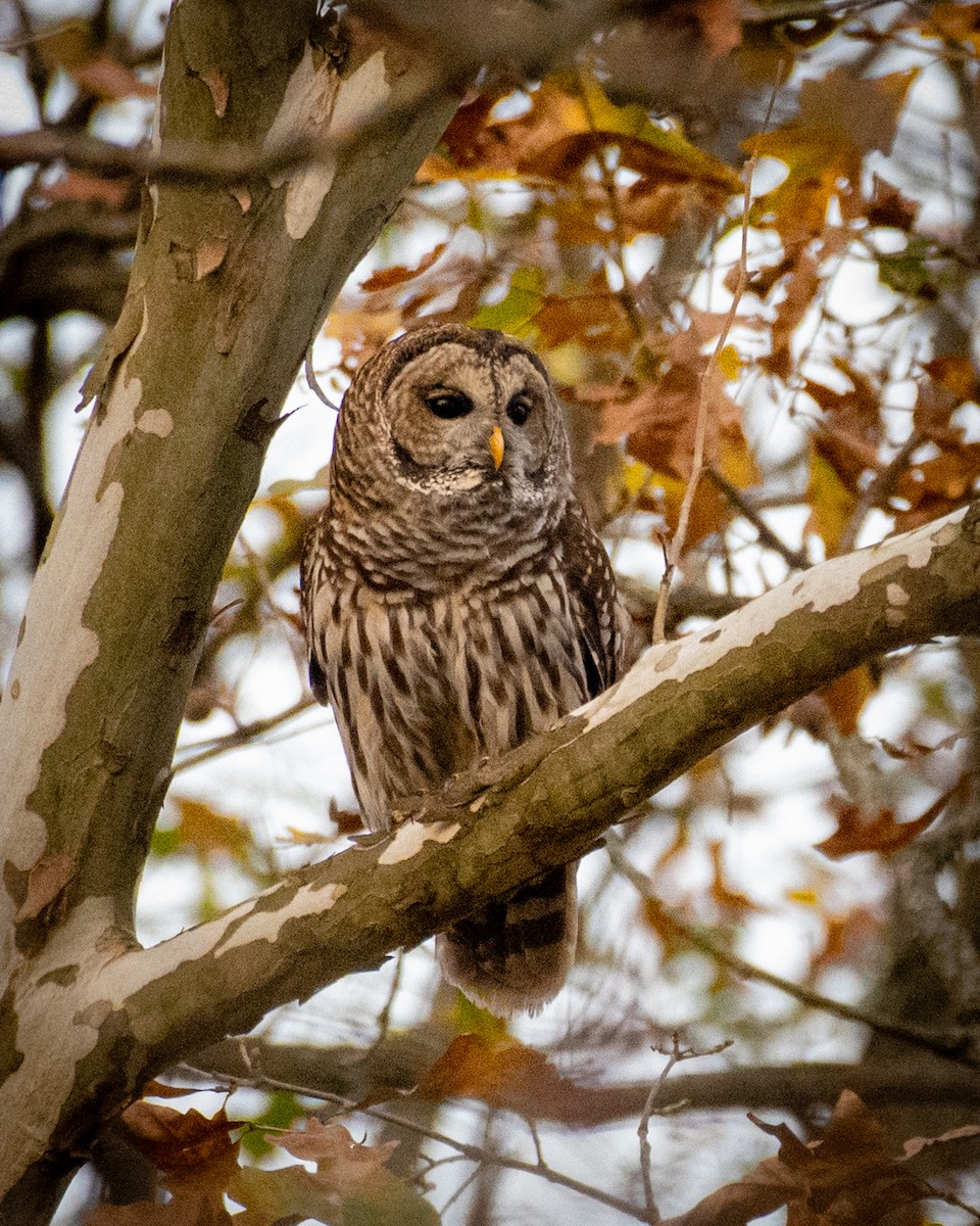 Barred Owl - ML620398381