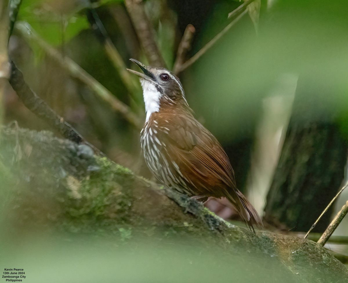 Striated Wren-Babbler - ML620398394