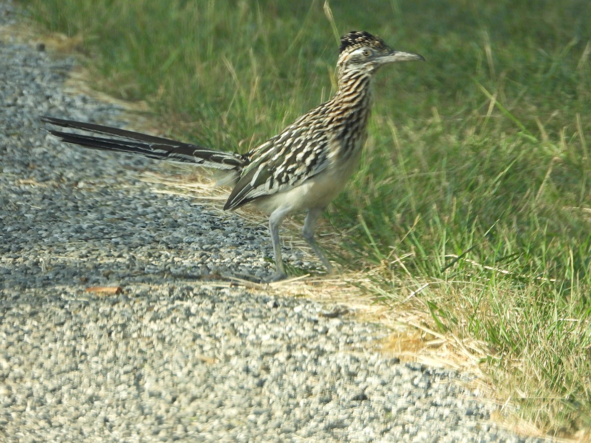 Greater Roadrunner - ML620398401