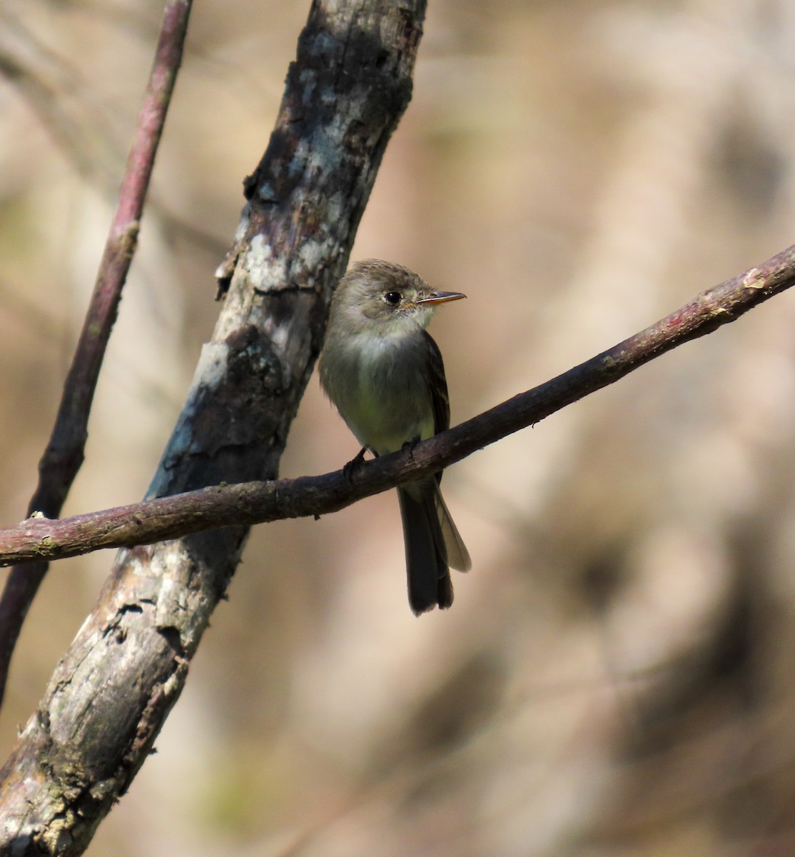 Tumbes Pewee - ML620398405