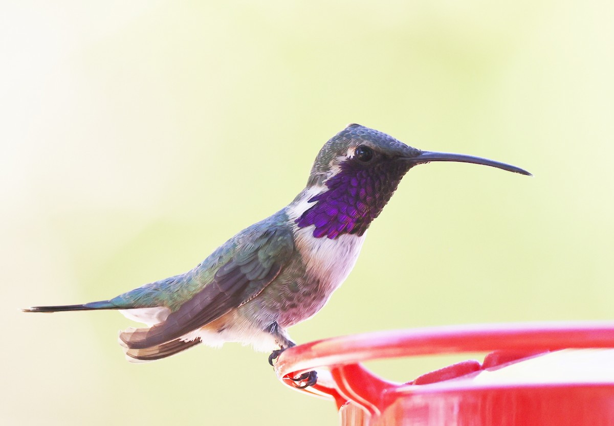 Lucifer Hummingbird - ML620398417