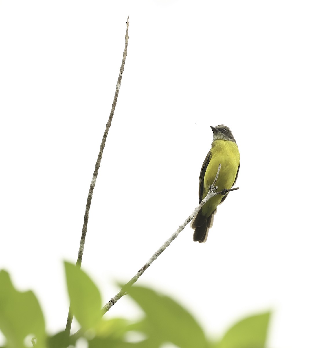 Gray-capped Flycatcher - ML620398425