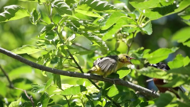 Orchard Oriole - ML620398428