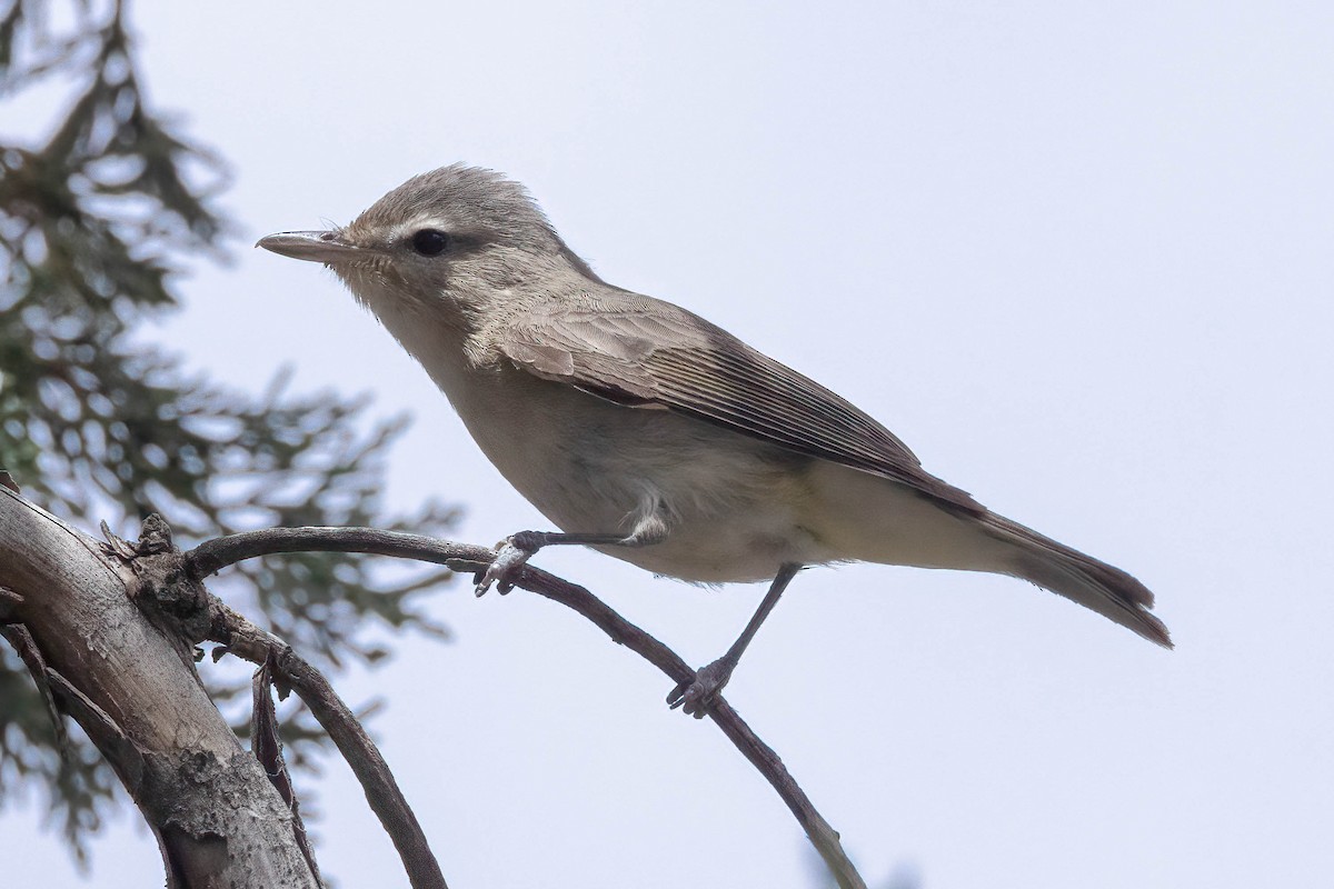 Warbling Vireo - ML620398445