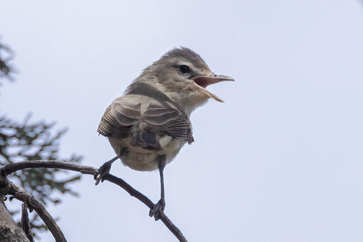 Warbling Vireo - ML620398446