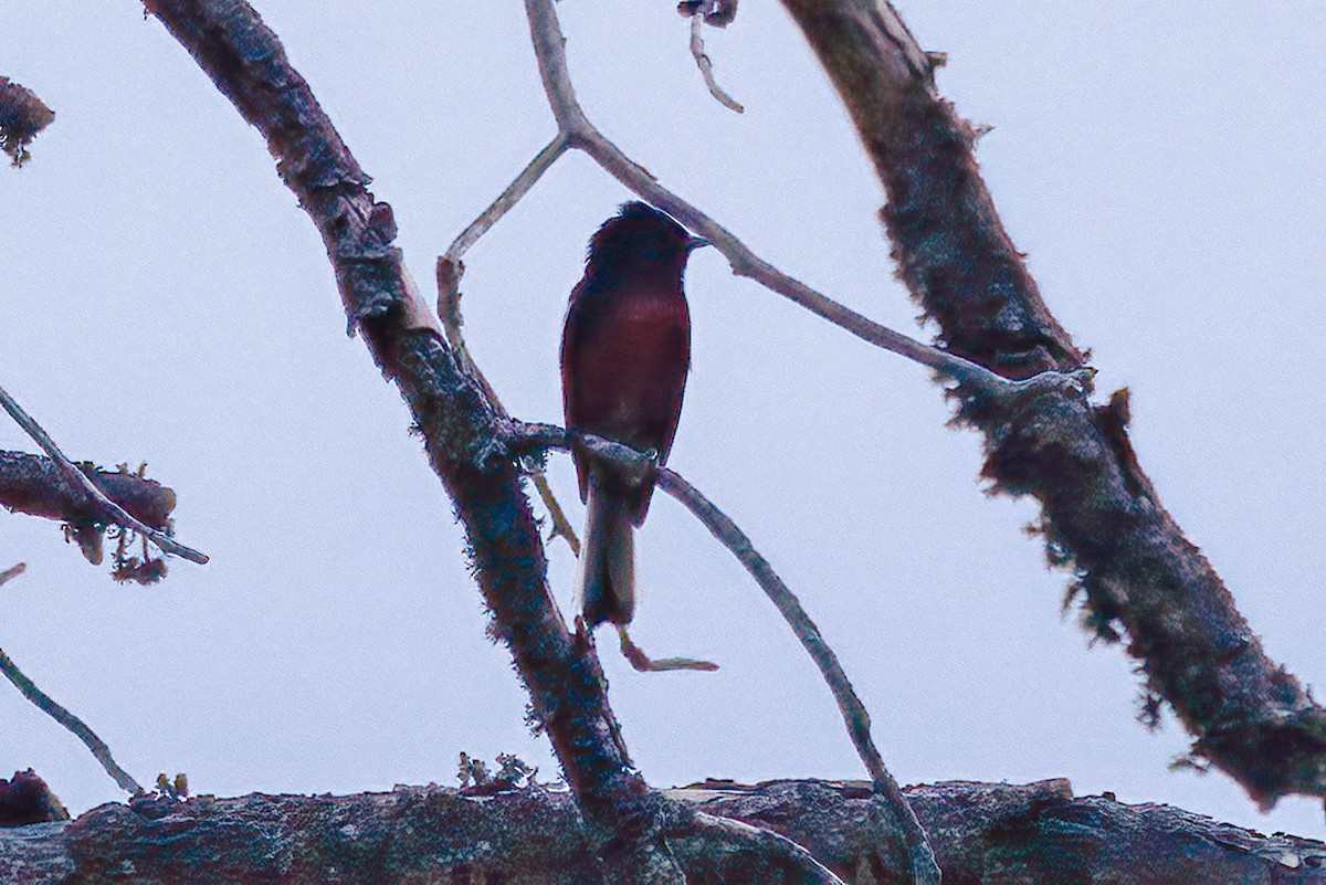 Painted Redstart - ML620398454