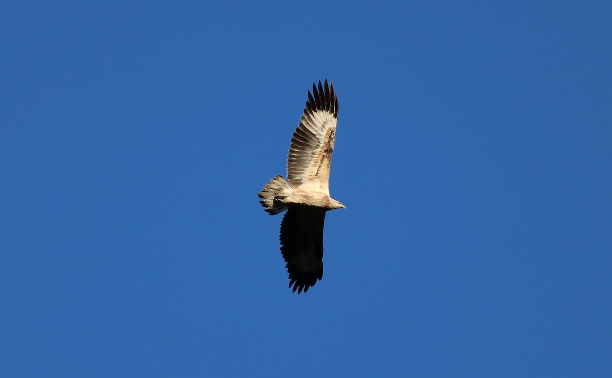 White-bellied Sea-Eagle - ML620398459