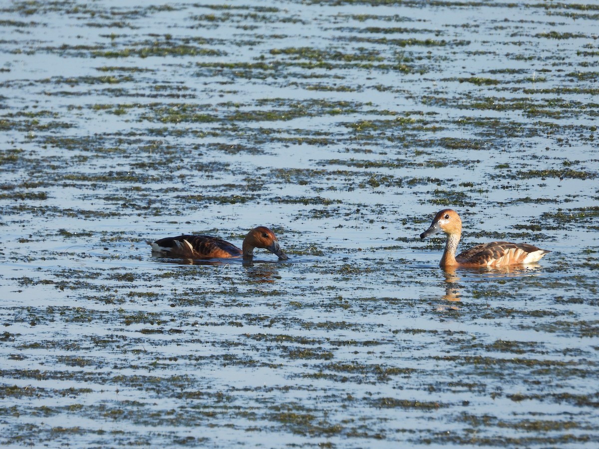 Fulvous Whistling-Duck - ML620398460