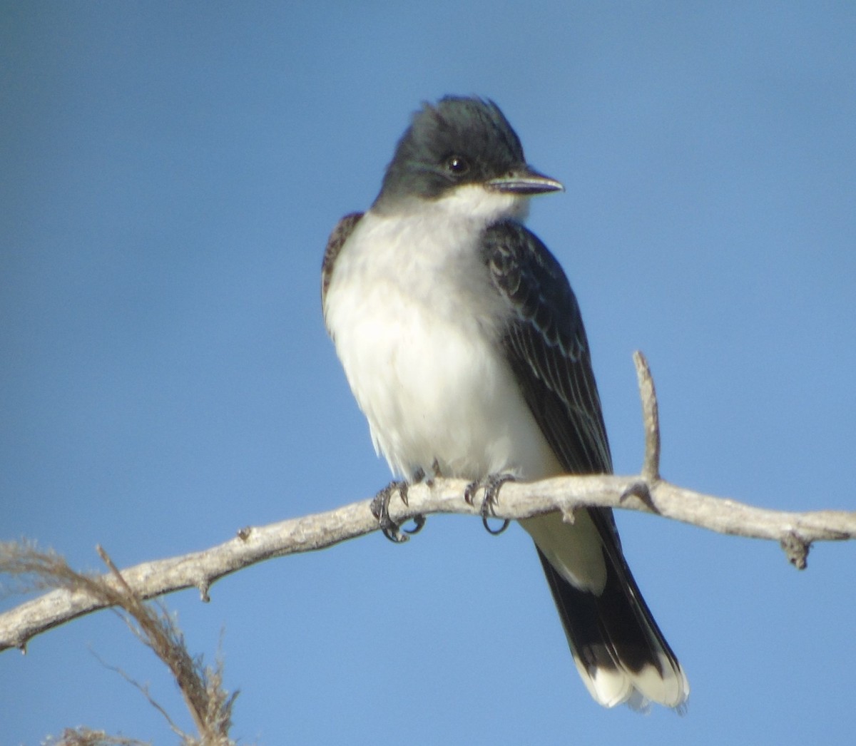 Eastern Kingbird - ML620398471