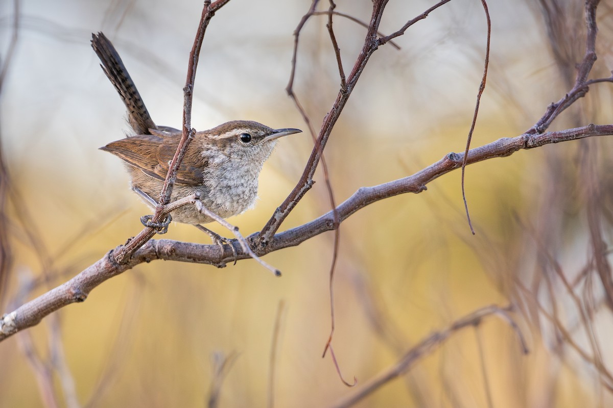 Bewick's Wren (spilurus Group) - ML620398497