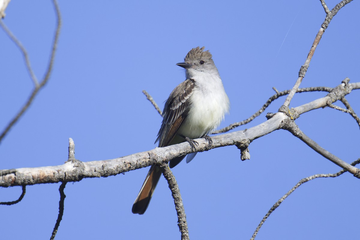 Ash-throated Flycatcher - ML620398498