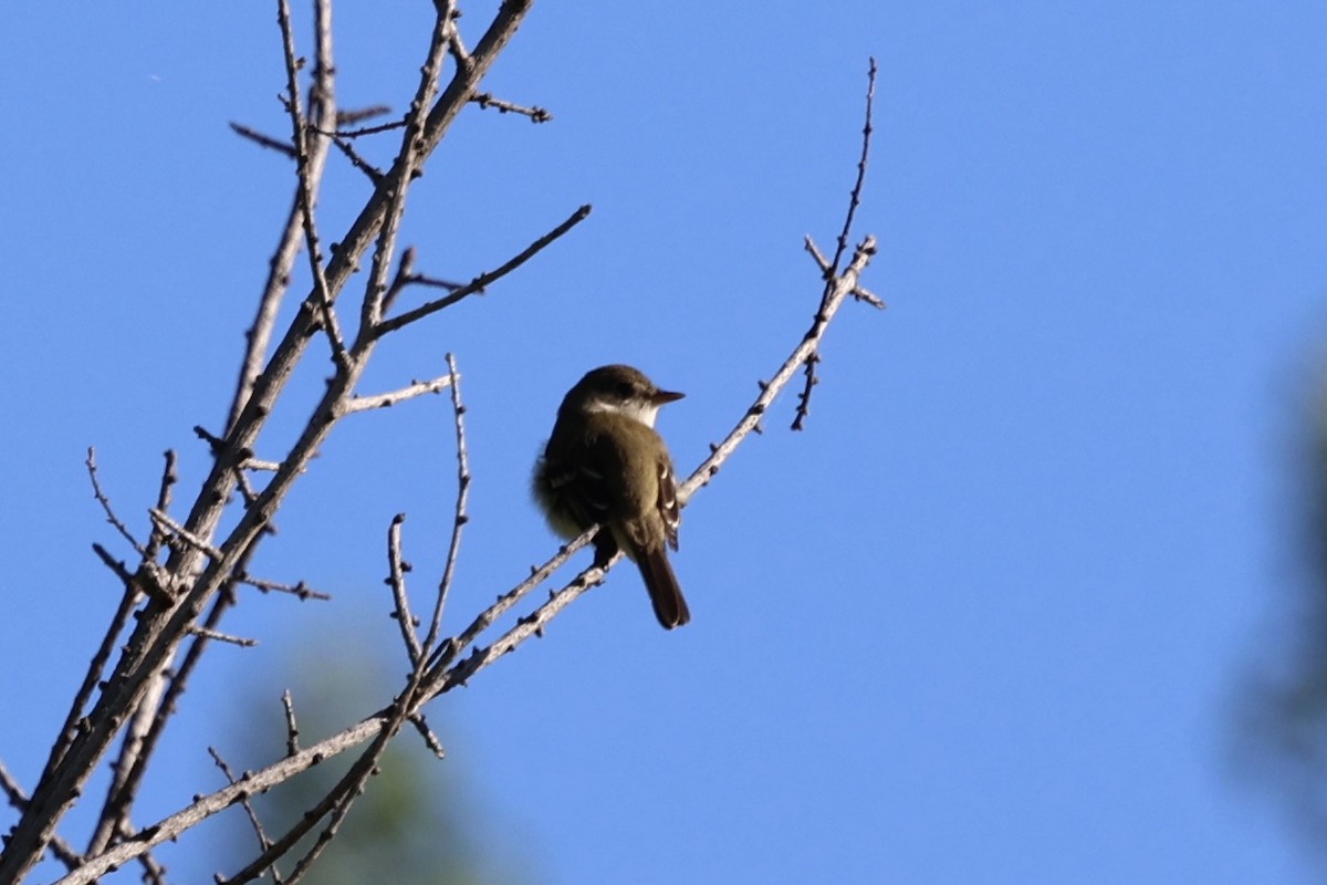 Alder Flycatcher - ML620398500