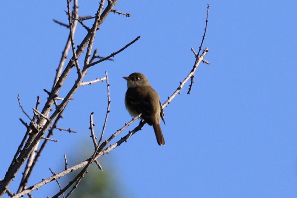 Alder Flycatcher - ML620398501