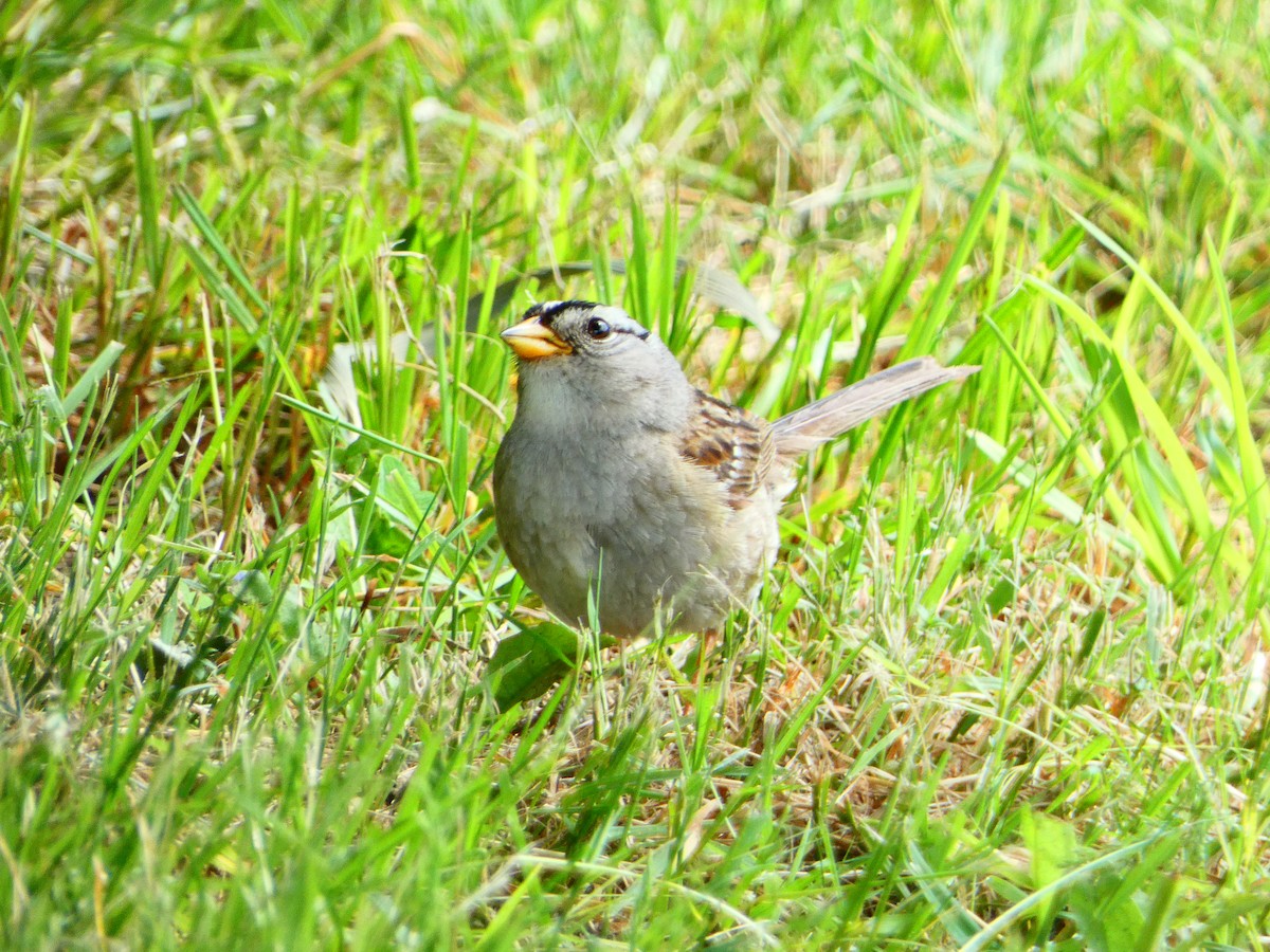 White-crowned Sparrow - ML620398507