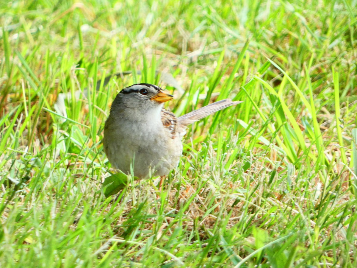 White-crowned Sparrow - ML620398508