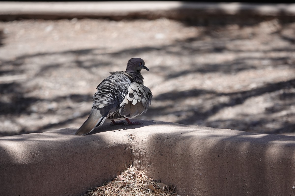 White-winged Dove - ML620398509