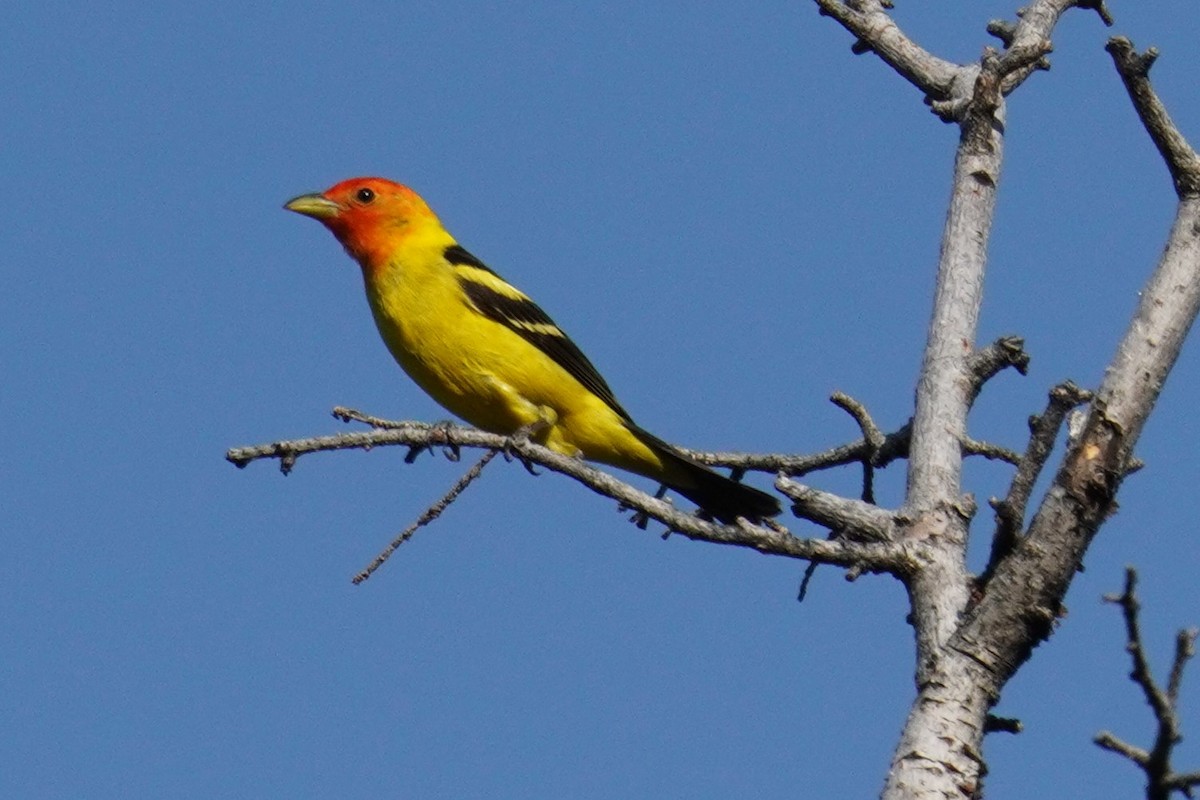 Western Tanager - ML620398525