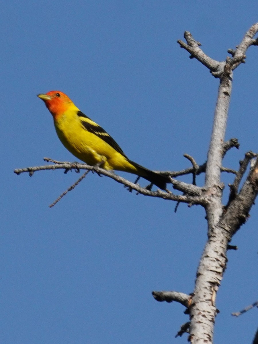 Western Tanager - ML620398528