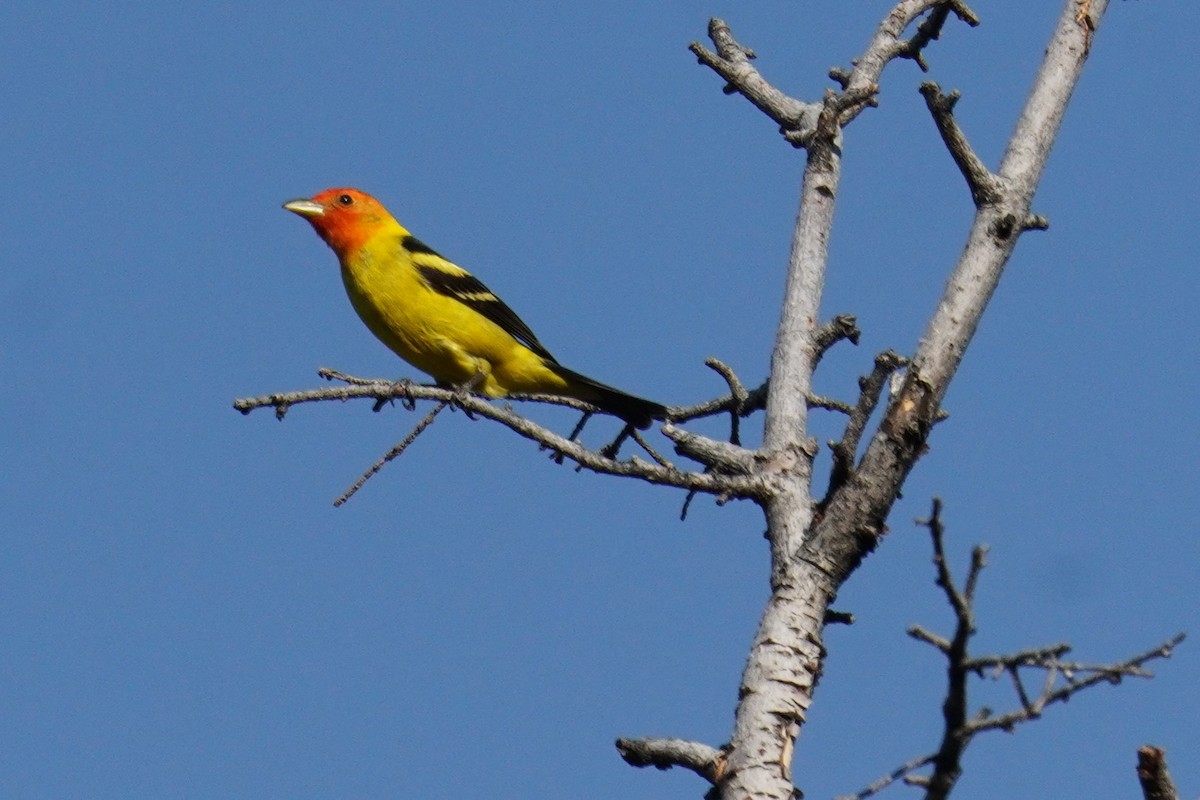 Western Tanager - ML620398529