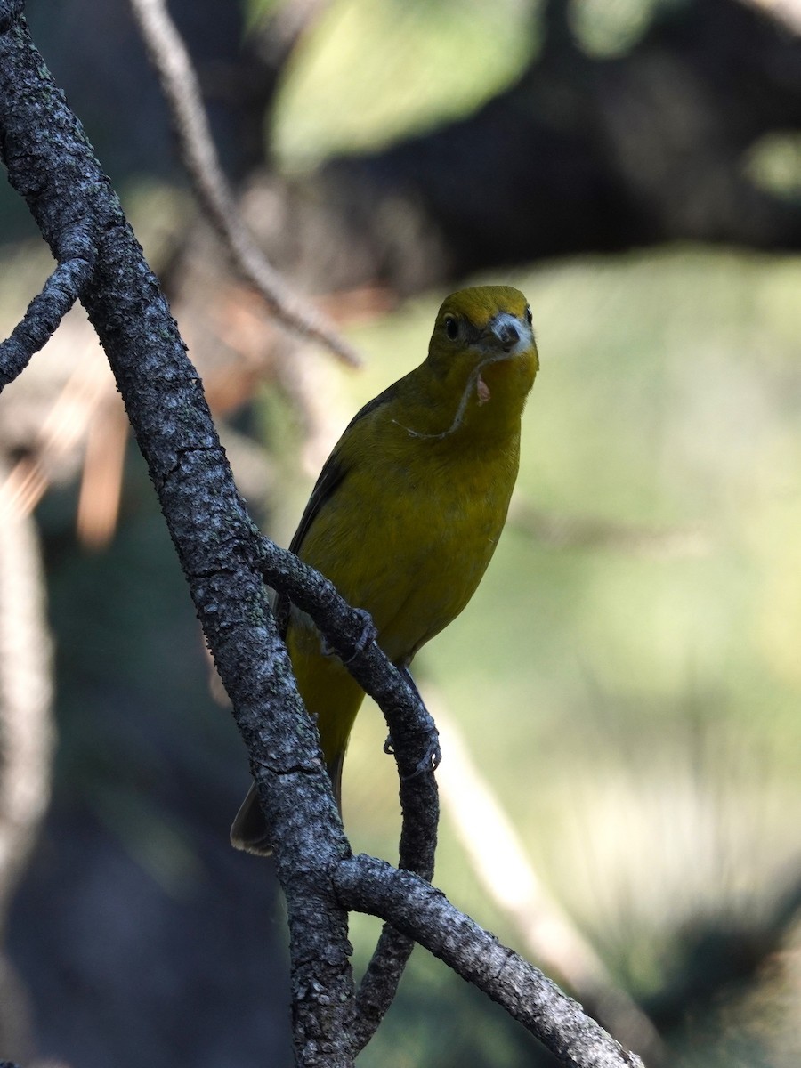 Western Tanager - ML620398530