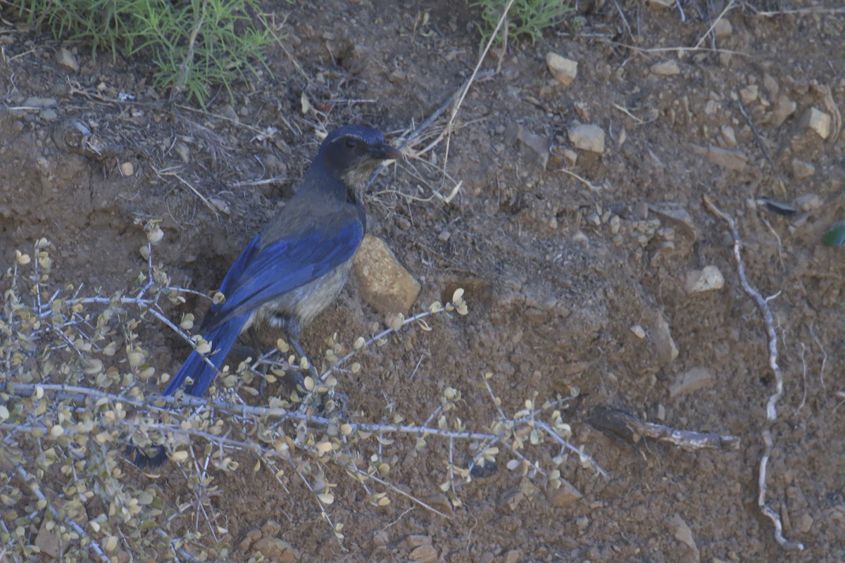 California Scrub-Jay - ML620398534