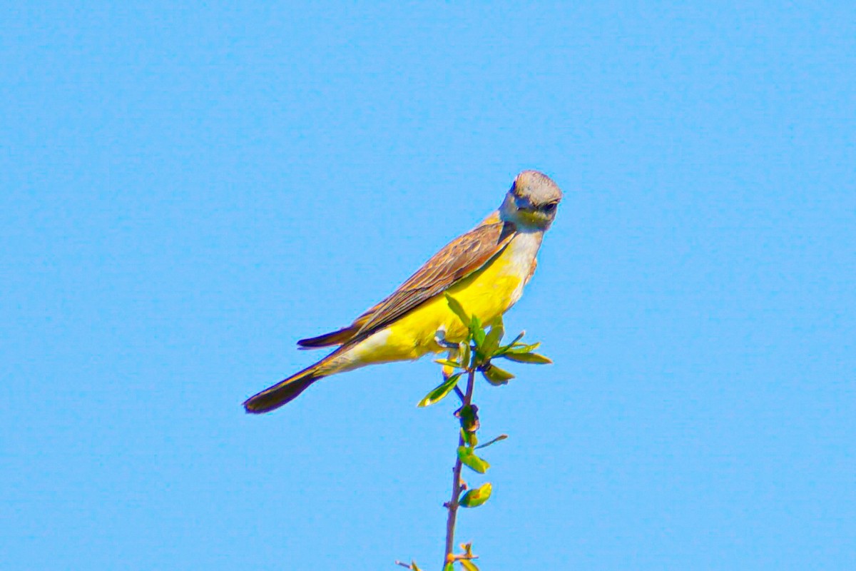 Western Kingbird - ML620398535