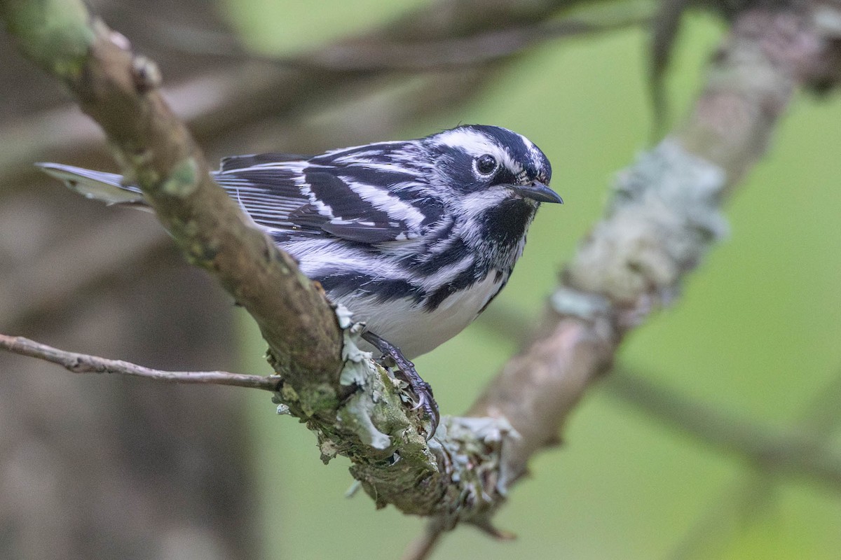 Black-and-white Warbler - ML620398539