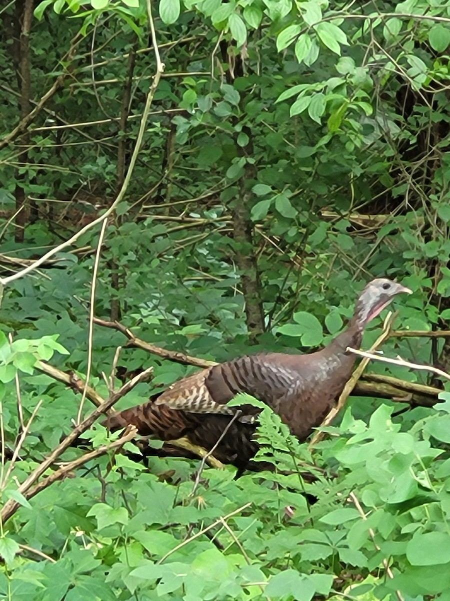 Wild Turkey - ML620398540